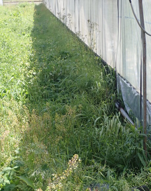 草刈機が使えない場所の草取り